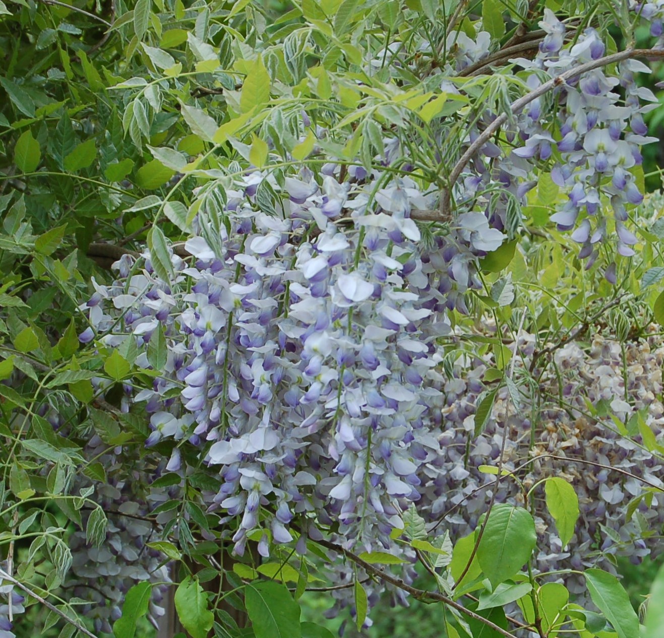 Ivy Brambles Enrapture Light Yarn - 022 Wisteria